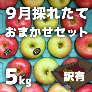 【訳有】米崎りんご（9月採れたておまかせ） 5kg