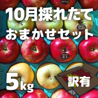 【訳有】米崎りんご（10月採れたておまかせ） 5kg