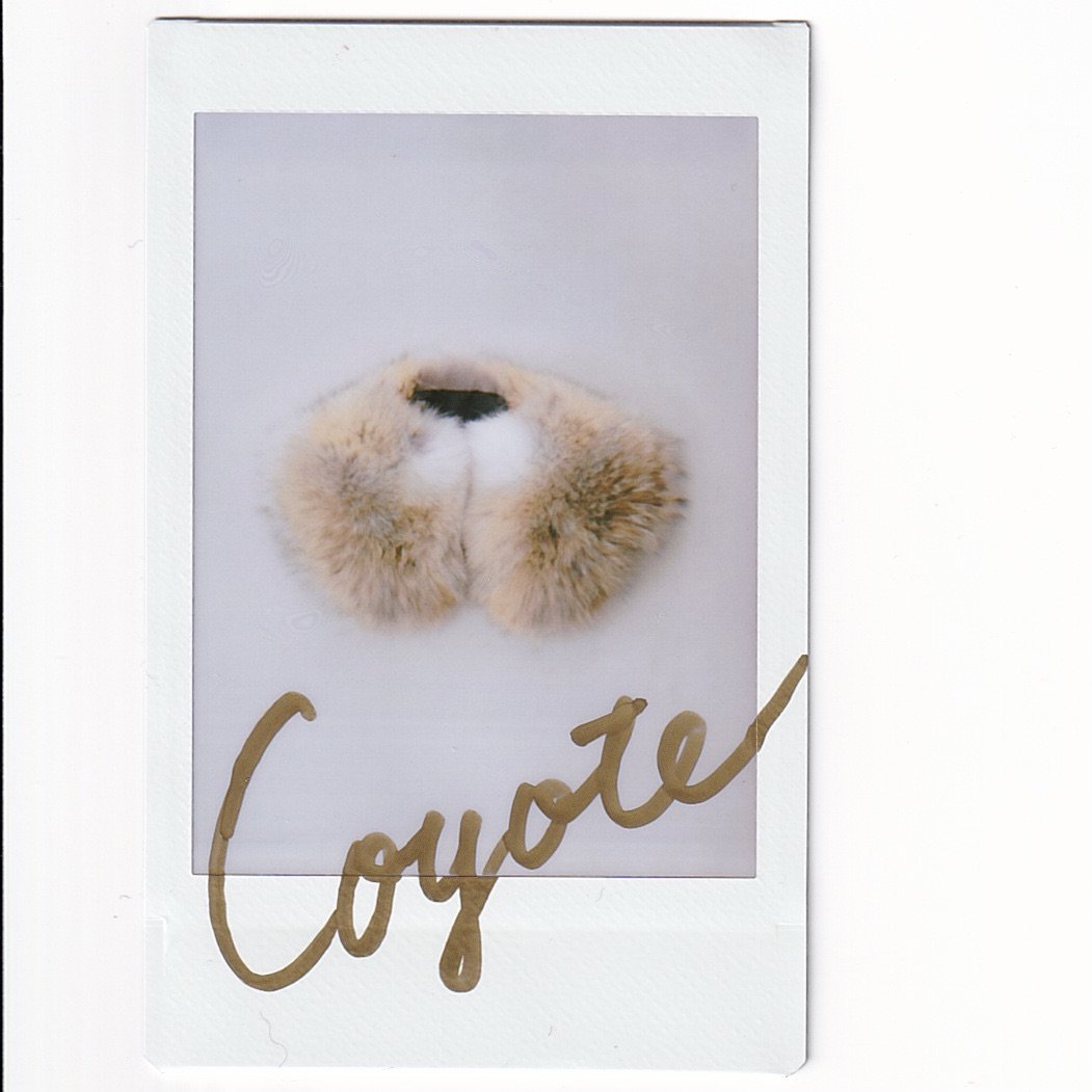 NICENESS COYOTE Coyote fur collar