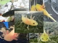 ウーパールーパーの病気 対処方法や寿命