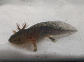 ウーパールーパーマーブル4～7cm - タイワンタガメ