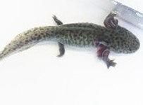 ウーパールーパー　1104545セール品 ウーパールーパーマーブル16～20cm - タイワンタガメ