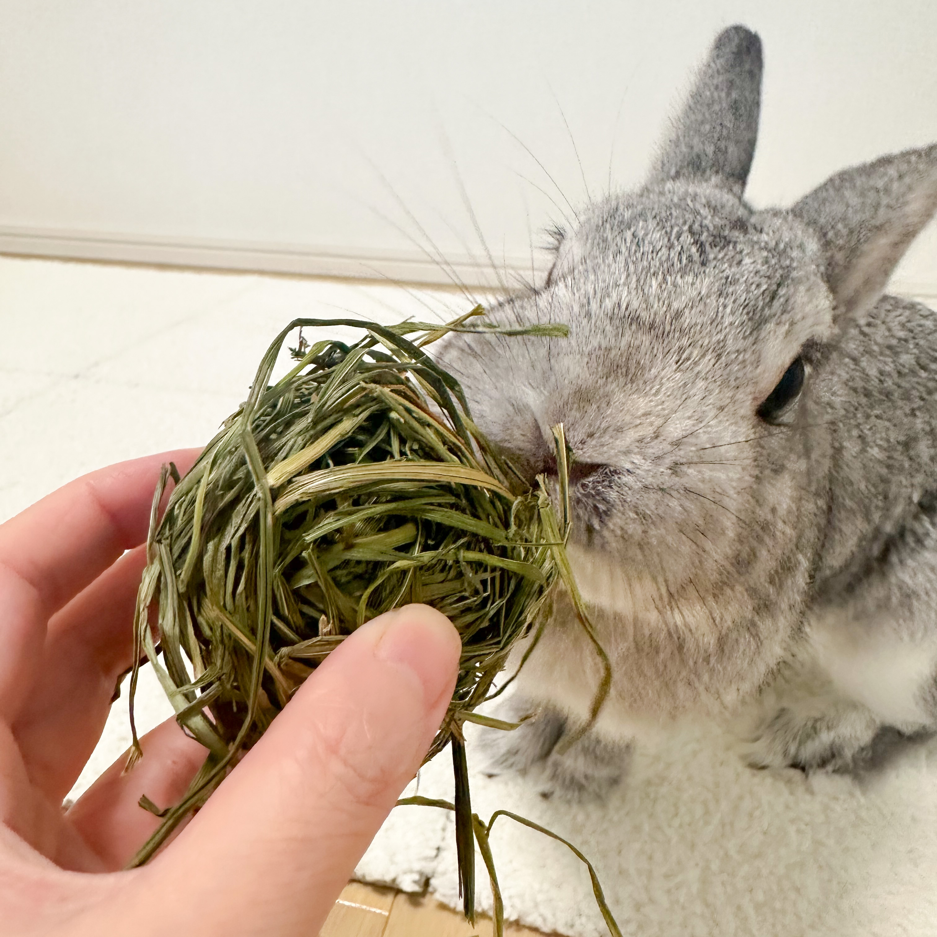 うさぎさんのかじる牧草ボール イタリアンライグラス 5個入り うさぎさんのかじる牧草ボール イタリアンライグラス 5個入り