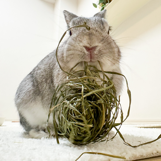 うさぎさんのかじる牧草ボール イタリアンライグラス 5個入り