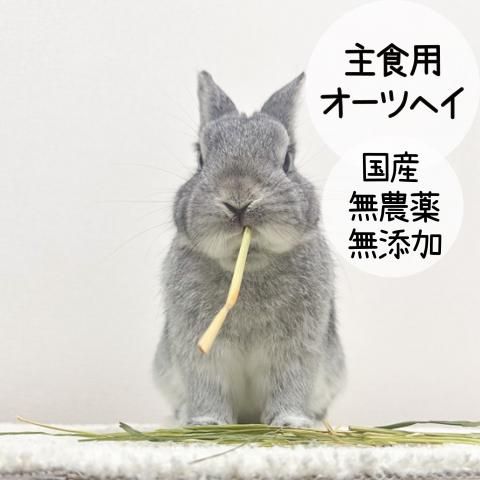 μ翩ĥإ Ͳʤ ʤ 420g | ϡ