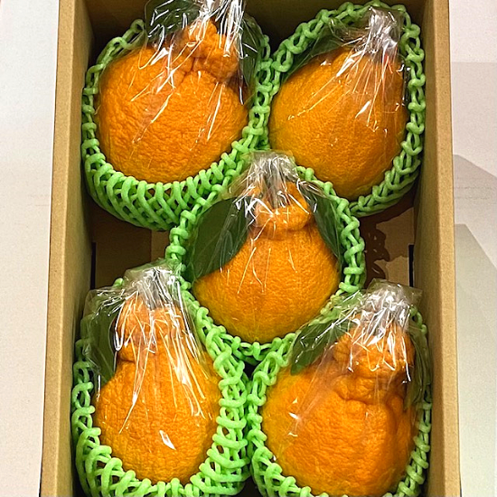 俊菓デコポン 5Lサイズ - 豊洲市場の仲卸問屋 三源