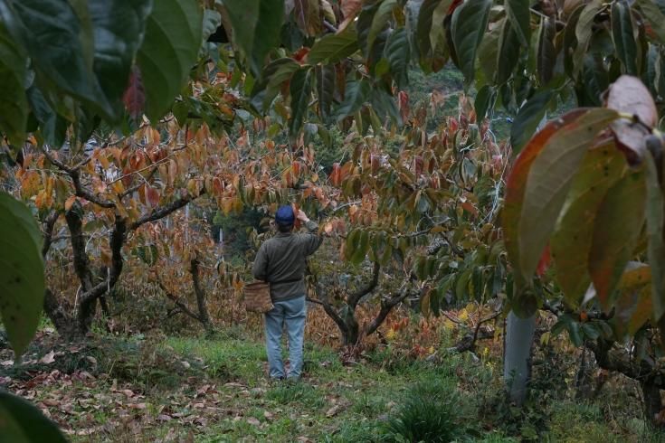 漆の葉の器 - そにのわマルシェ