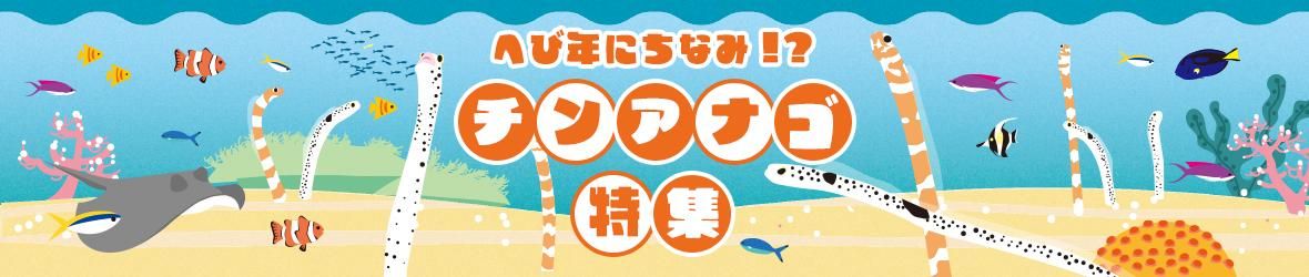 チンアナゴ特集