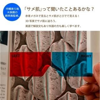 商品検索 - 沖縄美ら海水族館・首里城公園 公式オンライン