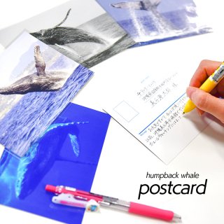 沖縄美ら海水族館オリジナルポストカード ザトウクジラ（全5種）
