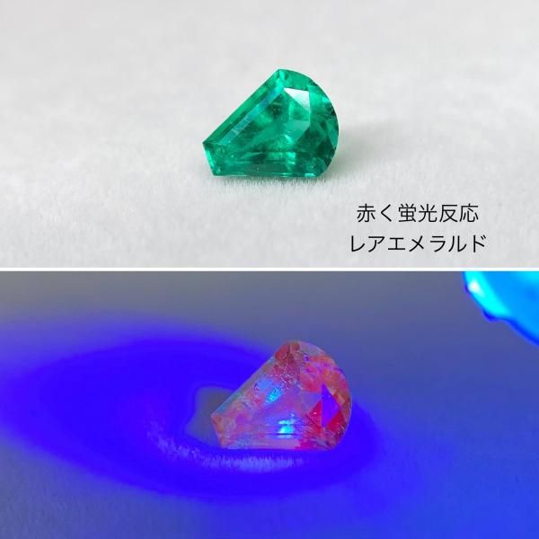 エメラルドカラーの美しいハムシ【標本】