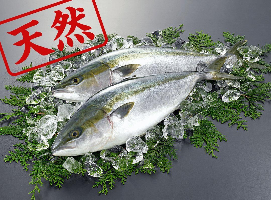 天然ブリ 10切 守田水産 鮮魚通販 天然ブリ 10切 守田水産 鮮魚通販