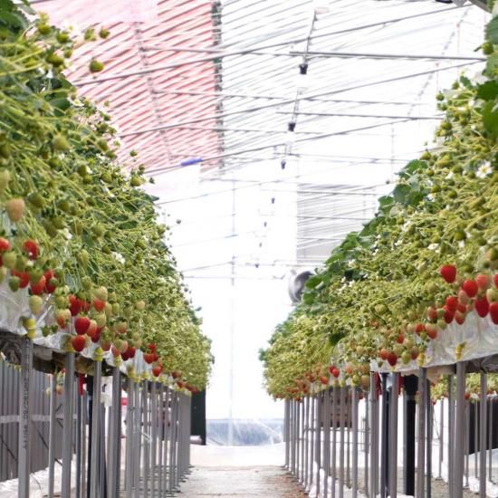 いちご！！！！ ①苺 いちご adidas ZX 8000