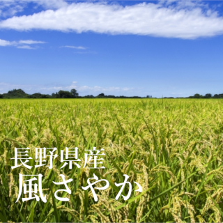 <img class='new_mark_img1' src='https://img.shop-pro.jp/img/new/icons20.gif' style='border:none;display:inline;margin:0px;padding:0px;width:auto;' />SALE䤫ʻ Ĺԡ