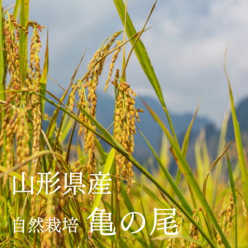 新米R6年産】長野県松本カメノオ(自然栽培・転換2年目)玄米140