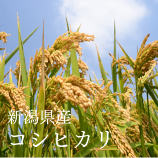 <img class='new_mark_img1' src='https://img.shop-pro.jp/img/new/icons1.gif' style='border:none;display:inline;margin:0px;padding:0px;width:auto;' />㥳ҥʾƤ 㸩ȯĻԡ