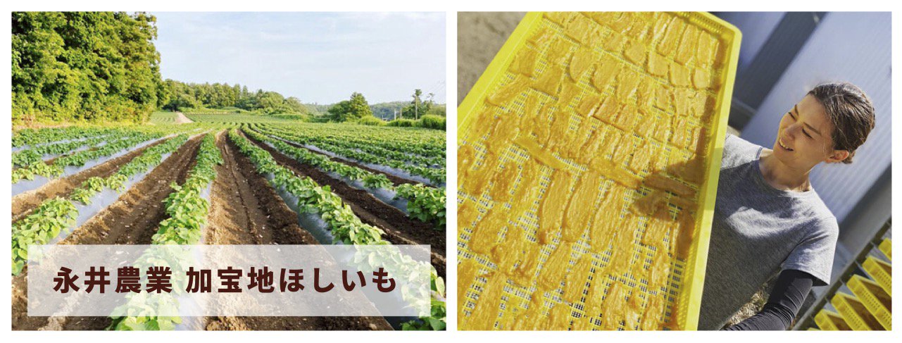 茨城産干し芋の通販、ほしいも（平干し・丸干し）のお取り寄せなら永井農業