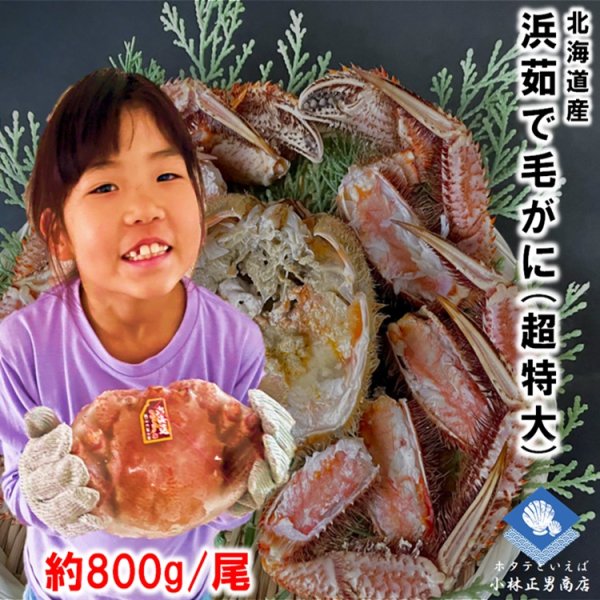 浜茹で毛がに 北海道産 約800g 超特大サイズ 堅ガニ 1尾入 条件付き送料無料