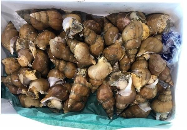 つぶ貝さん専用 北海道・噴火湾産つぶ貝（タコツブ）むき身 約1kg（500g × 2