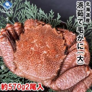 觤Ӥ ̳ƻ 570g 祵  2 դ̵ 2024ǯ¤