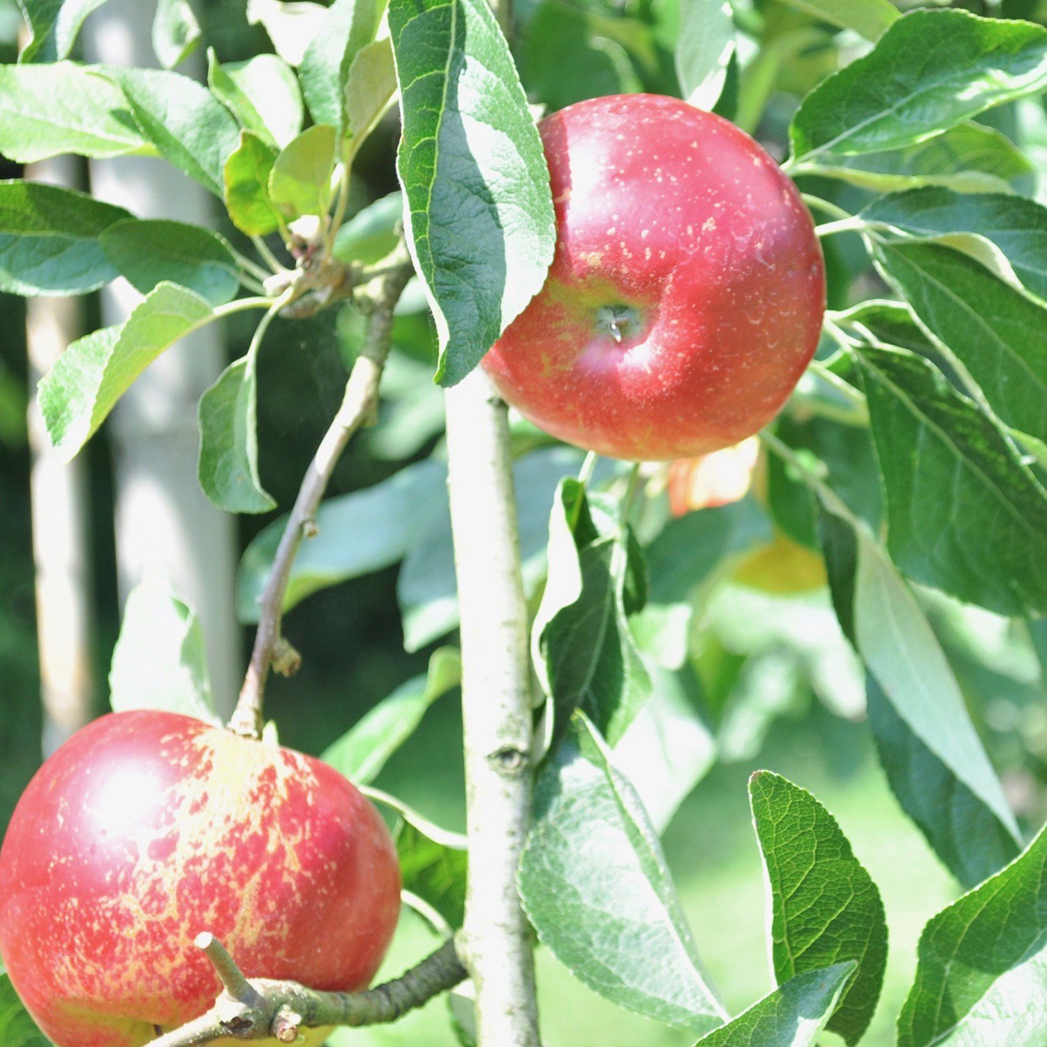 りんご屋まち子のアップルシードル 750ml