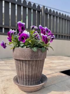 <img class='new_mark_img1' src='https://img.shop-pro.jp/img/new/icons55.gif' style='border:none;display:inline;margin:0px;padding:0px;width:auto;' />󥹥֥ǥ󥺡ʥ졼