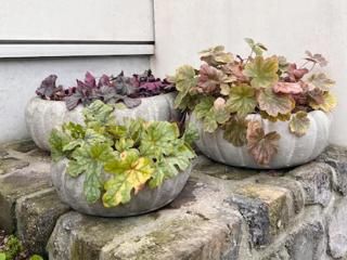 <img class='new_mark_img1' src='https://img.shop-pro.jp/img/new/icons1.gif' style='border:none;display:inline;margin:0px;padding:0px;width:auto;' />㥹ߥJASMIN RAW