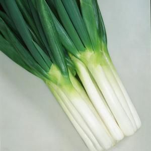 メーカー直送】SUKIYAKI【カネコ種苗】 コート5000粒 - ネギ参謀