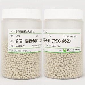陽春の宴(TSX-662)【トキタ種苗】 コート5000粒 - ネギ参謀 陽春の宴(TSX-662)【トキタ種苗】 コート5000粒 - ネギ参謀