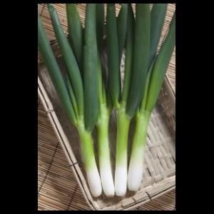 Amazon.co.jp: タキイ種苗(株) 野菜の種 ネギ ふゆわらべ 4.5ml