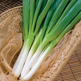 ネギ種 - ネギ参謀オンラインショップ