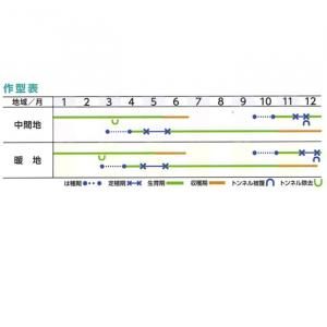 ネギ　羽生　5000粒　有効期限８月 ネギ 羽生 5000粒 有効期限8月 ネギ 羽生 5000粒 有効期限8月 葉菜
