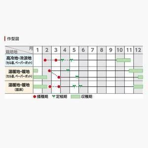夏扇パワー【サカタのタネ】 コート6000粒 - ネギ参謀オンライン