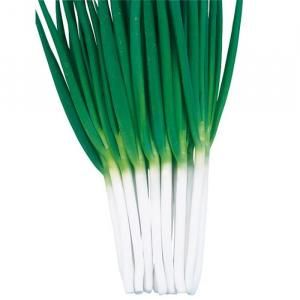 メーカー直送】秀逸【武蔵野種苗園】 コート5000粒 - ネギ参謀