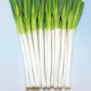 ネギ　初夏一文字　5000粒　有効期限４月 153833602_o1.jpg?