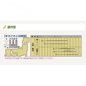 メーカー直送】初夏一文字 【タキイ種苗】 コート5000粒 - ネギ参謀