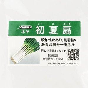 初夏扇【サカタのタネ】 コート6000粒 - ネギ参謀オンラインショップ