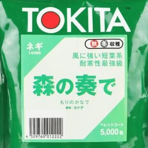 森の奏で　1000本(おまけ有り) 森の奏 長ネギ苗 1000本 オマケあり 森の奏 長ネギ苗 1000本