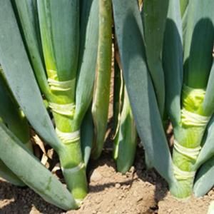 メーカー直送】深緑のいざない(TSX513)【トキタ種苗】 コート5000粒