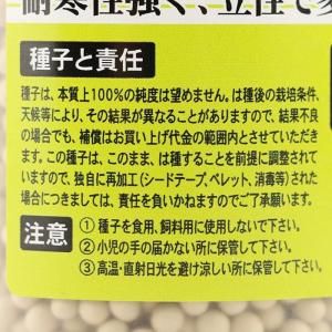 メーカー直送】西田 【カネコ種苗】 コート5000粒 - ネギ参謀