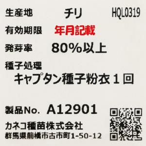 メーカー直送】西田 【カネコ種苗】 コート5000粒 - ネギ参謀