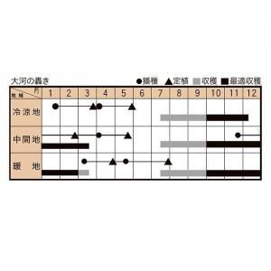 大河の轟き【トキタ種苗】 コート5000粒 - ネギ参謀オンライン