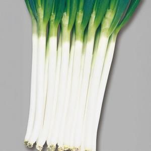 メーカー直送】名月一文字(TNE-765) 【タキイ種苗】 コート5000粒