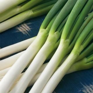 メーカー直送】秀逸【武蔵野種苗園】 コート5000粒 - ネギ参謀