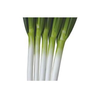 メーカー直送】初夏一文字 【タキイ種苗】 コート5000粒 - ネギ