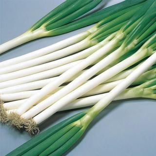 ネギ種 - ネギ参謀オンラインショップ