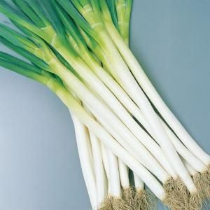 メーカー直送】春扇【サカタのタネ】 1dl - ネギ参謀オンラインショップ