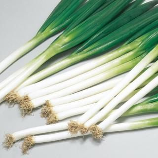 ネギ種 - ネギ参謀オンラインショップ