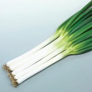 ネギ種 - ネギ参謀オンラインショップ