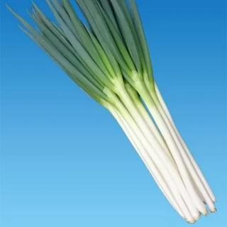 ネギ種 - ネギ参謀オンラインショップ